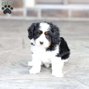 Krew, Cavapoo Puppy